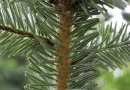 Decaimiento y mortalidad de abetos en la Selva de Villanúa según el Ministerio